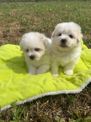 Chiot N°2