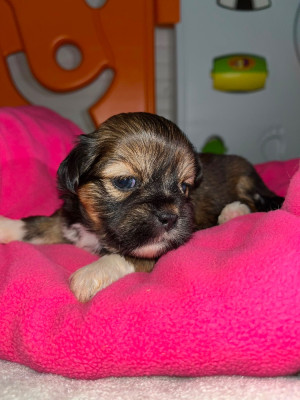 Chiot N°5
