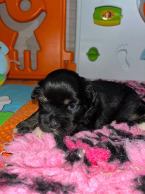 Chiot N°4