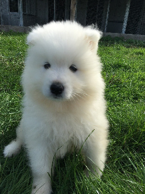 CHIOT 2