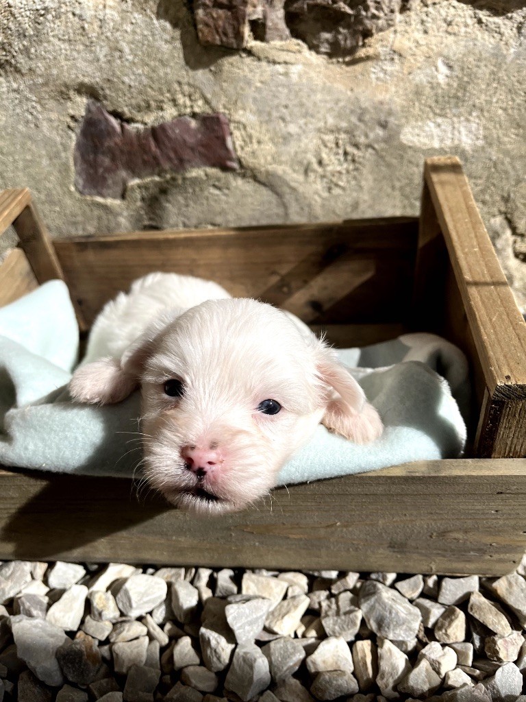 de Jerrie Black - Chiots disponibles - Coton de Tulear