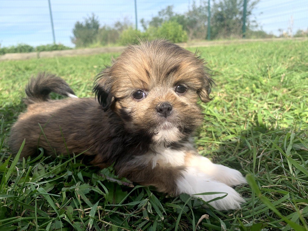 de Jerrie Black - Chiots disponibles - Lhassa Apso