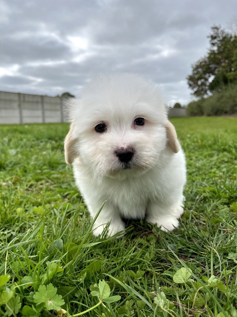 de Jerrie Black - Chiots disponibles - Coton de Tulear