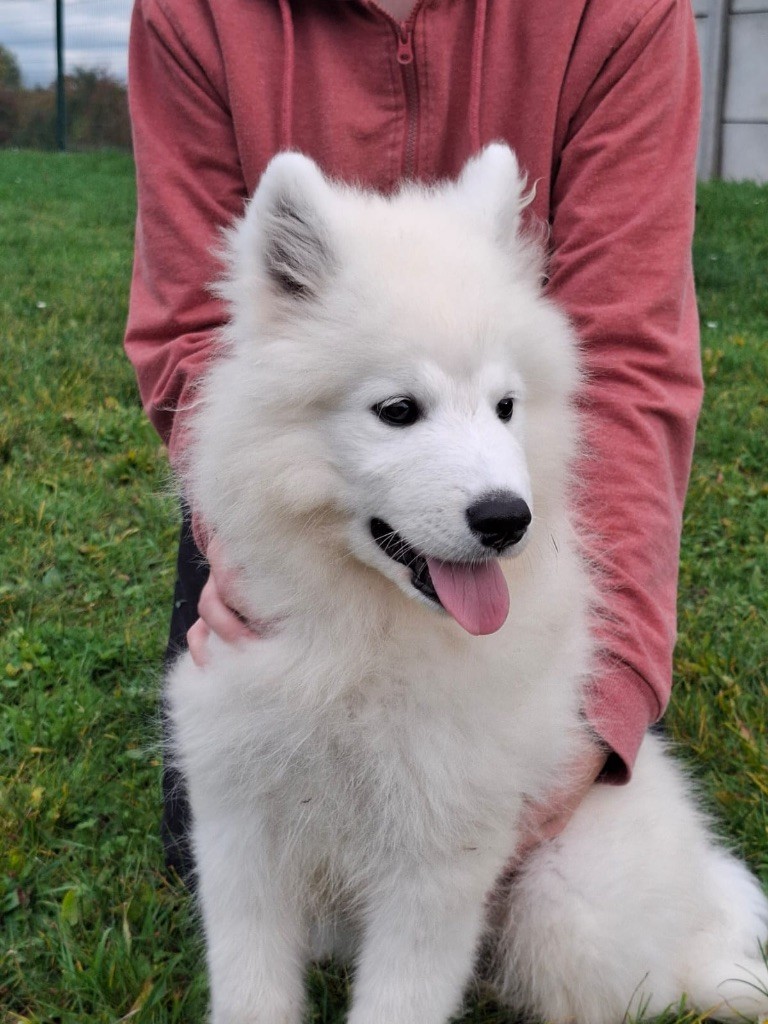 de Jerrie Black - Chiots disponibles - Samoyède