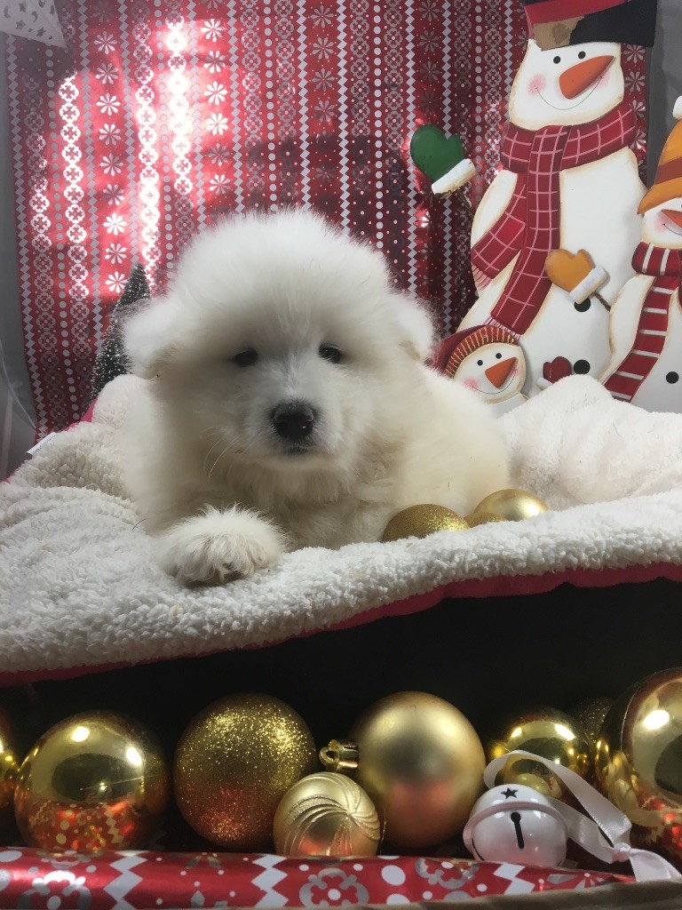 de Jerrie Black - Chiots disponibles - Samoyède