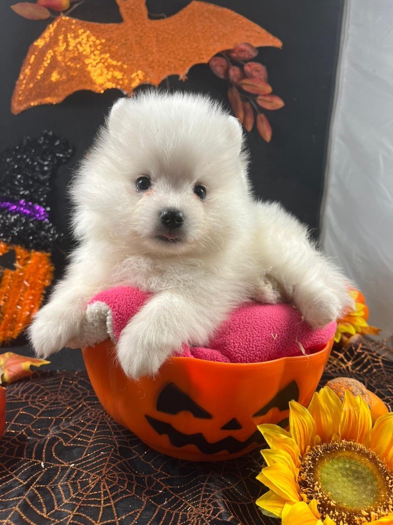 de Jerrie Black - Chiots disponibles - Spitz japonais