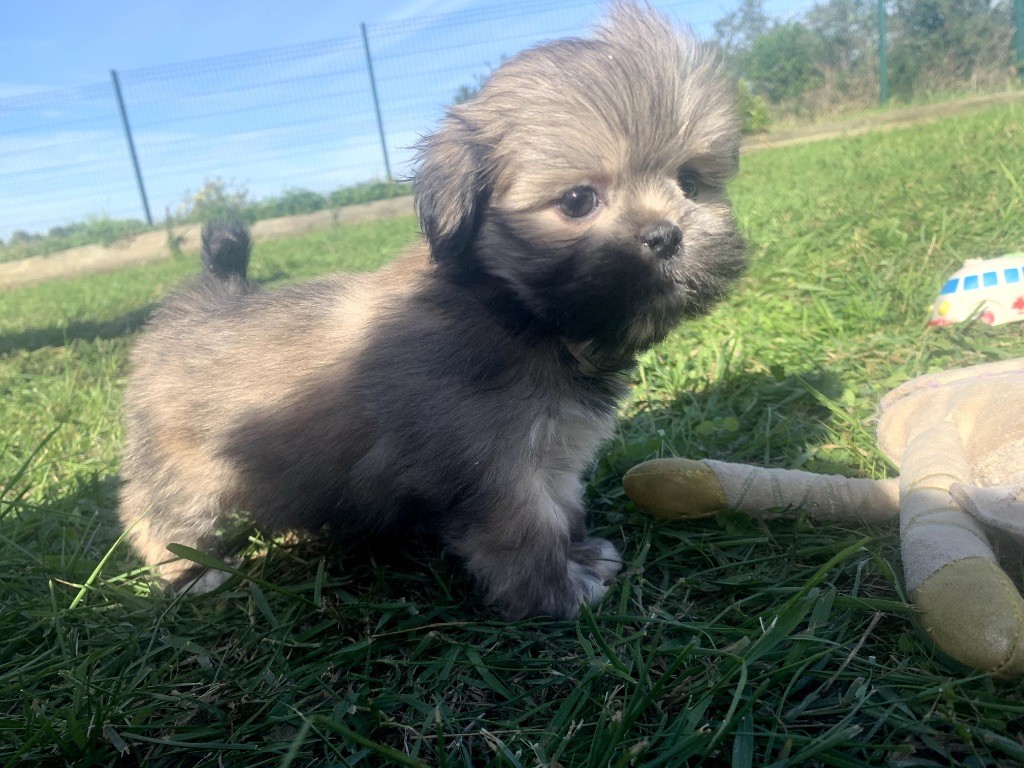 de Jerrie Black - Chiots disponibles - Lhassa Apso