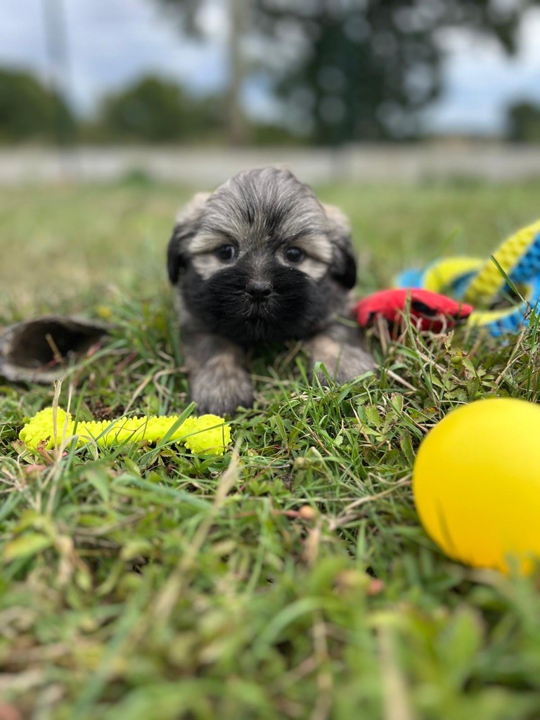 de Jerrie Black - Chiots disponibles - Lhassa Apso