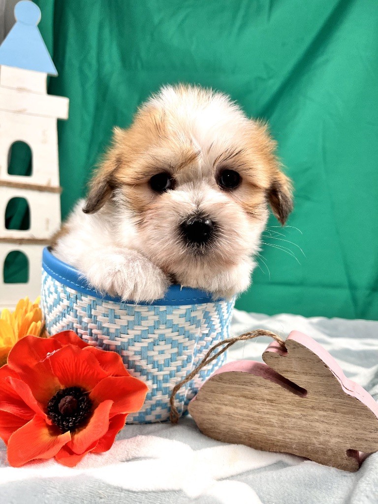 de Jerrie Black - Chiots disponibles - Coton de Tulear