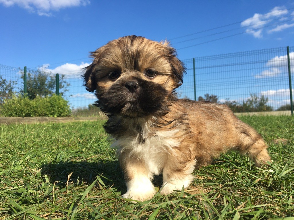 de Jerrie Black - Chiots disponibles - Lhassa Apso