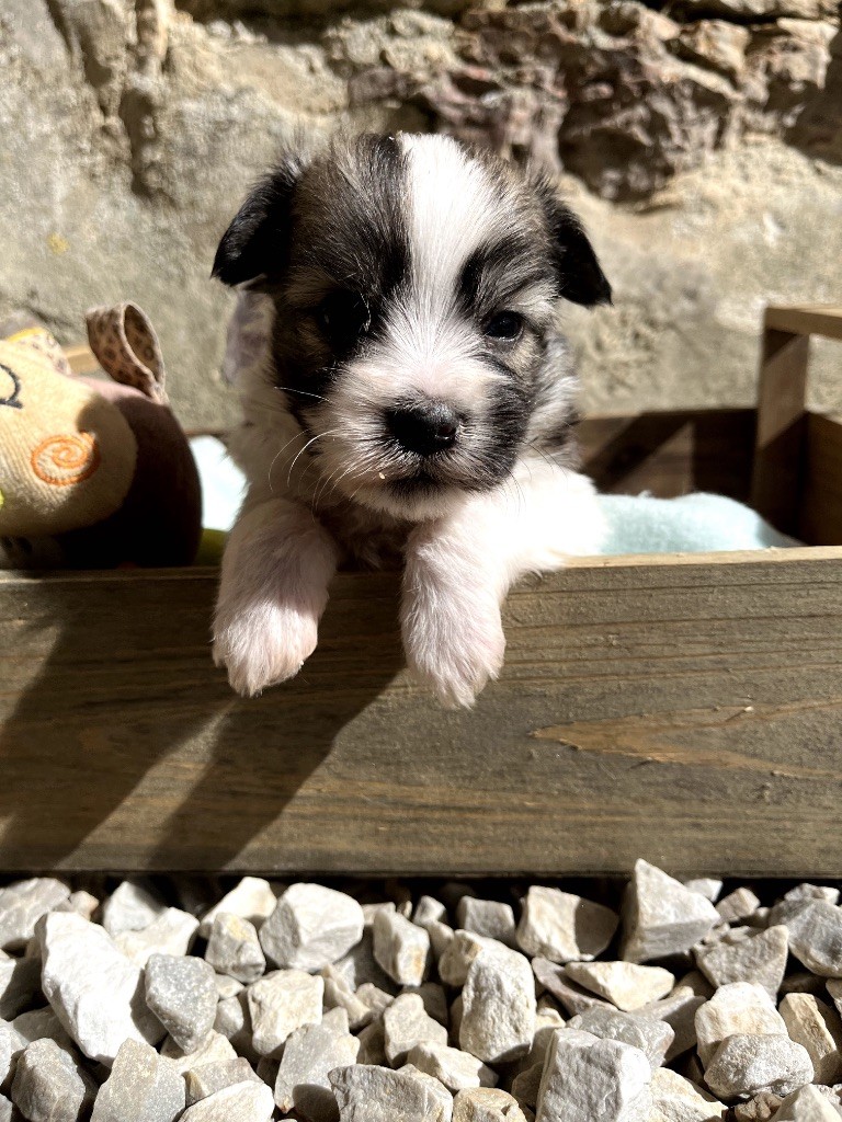 de Jerrie Black - Chiots disponibles - Coton de Tulear