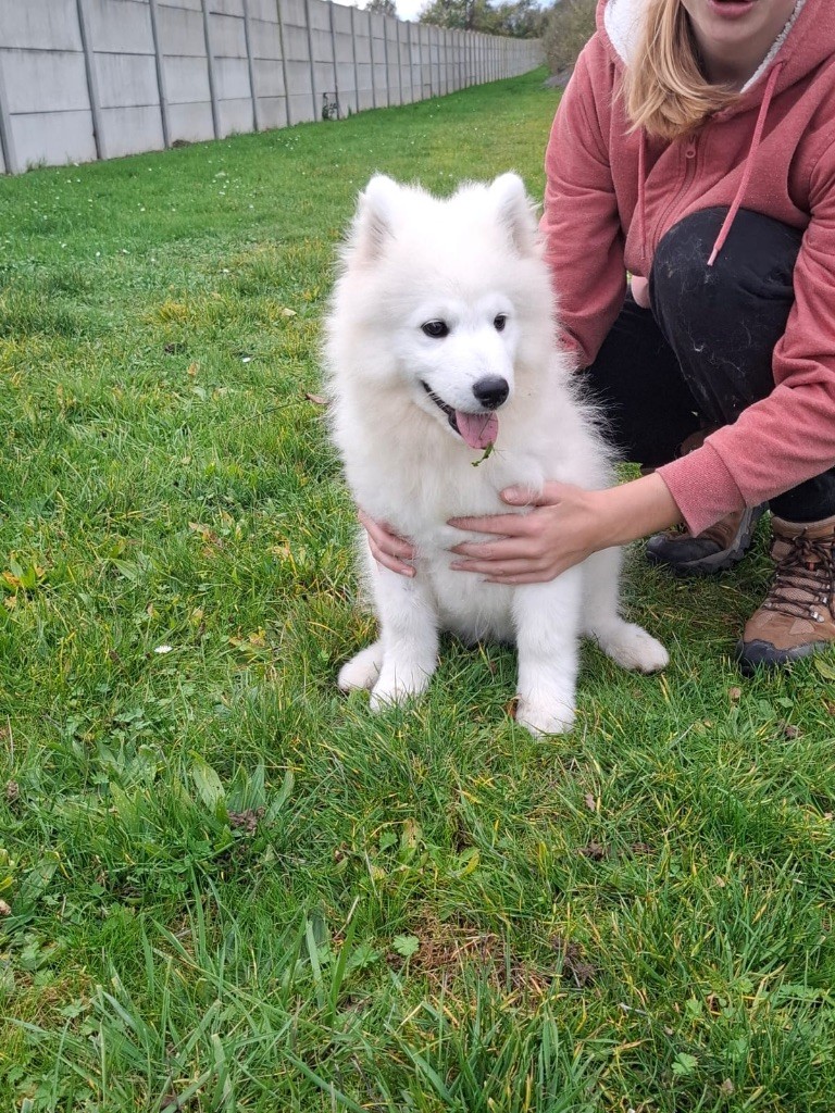 de Jerrie Black - Chiots disponibles - Samoyède