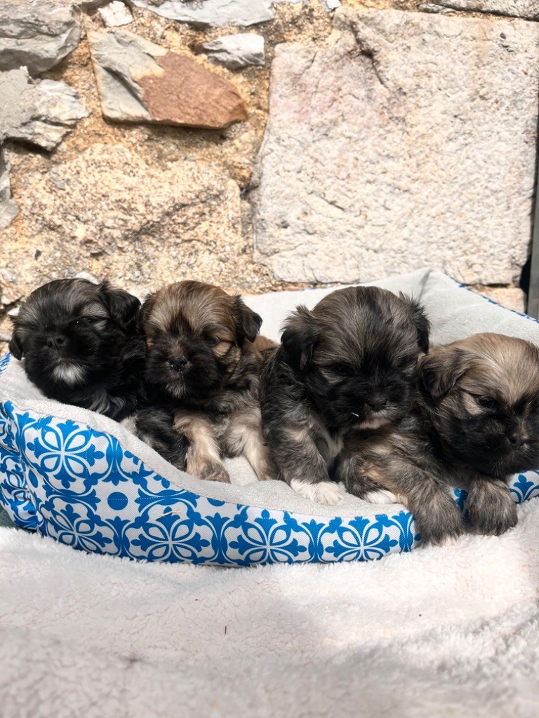 Chiot Lhassa Apso de Jerrie Black