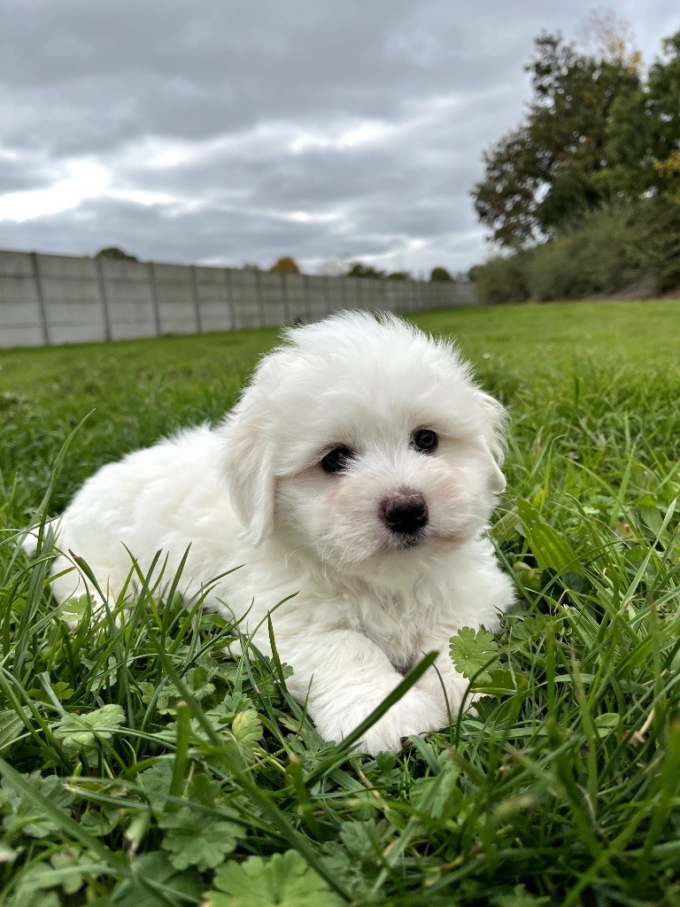 de Jerrie Black - Chiots disponibles - Coton de Tulear