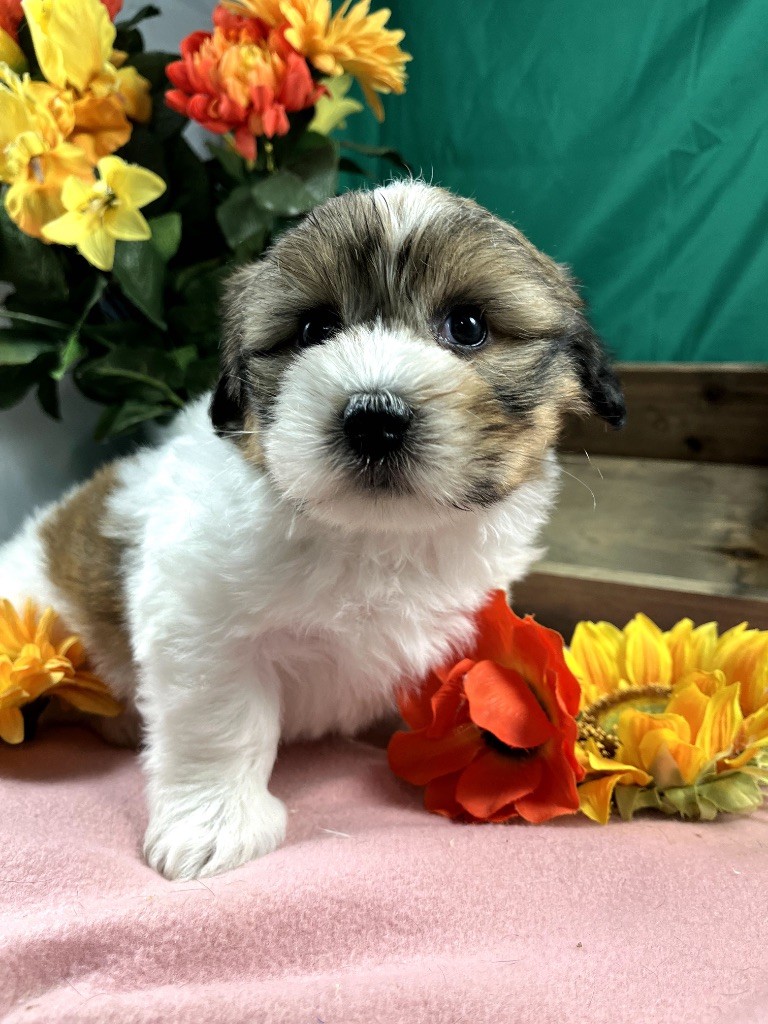 de Jerrie Black - Chiots disponibles - Coton de Tulear