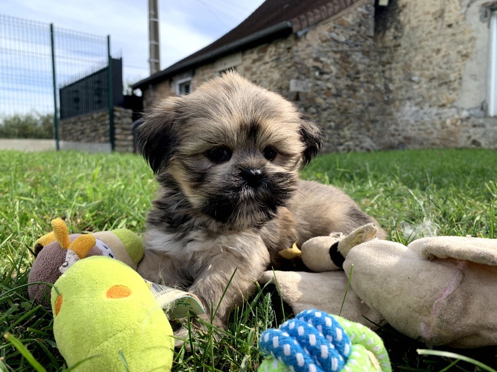 de Jerrie Black - Chiots disponibles - Lhassa Apso