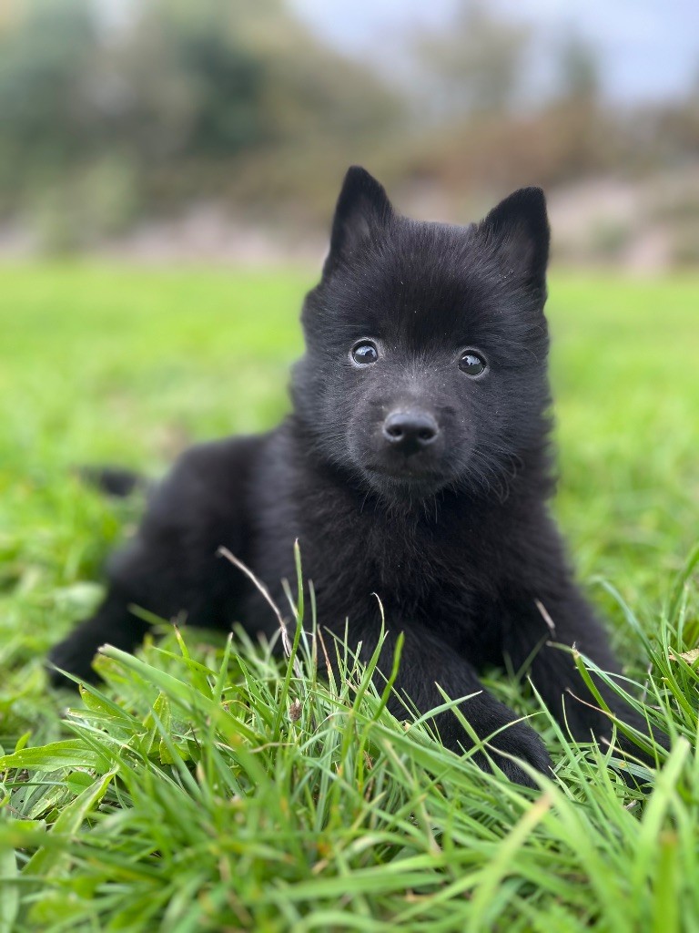 de Jerrie Black - Chiots disponibles - Schipperke