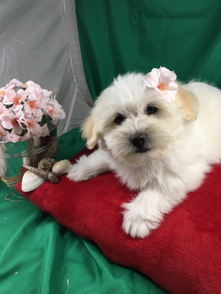 de Jerrie Black - Chiots disponibles - Coton de Tulear