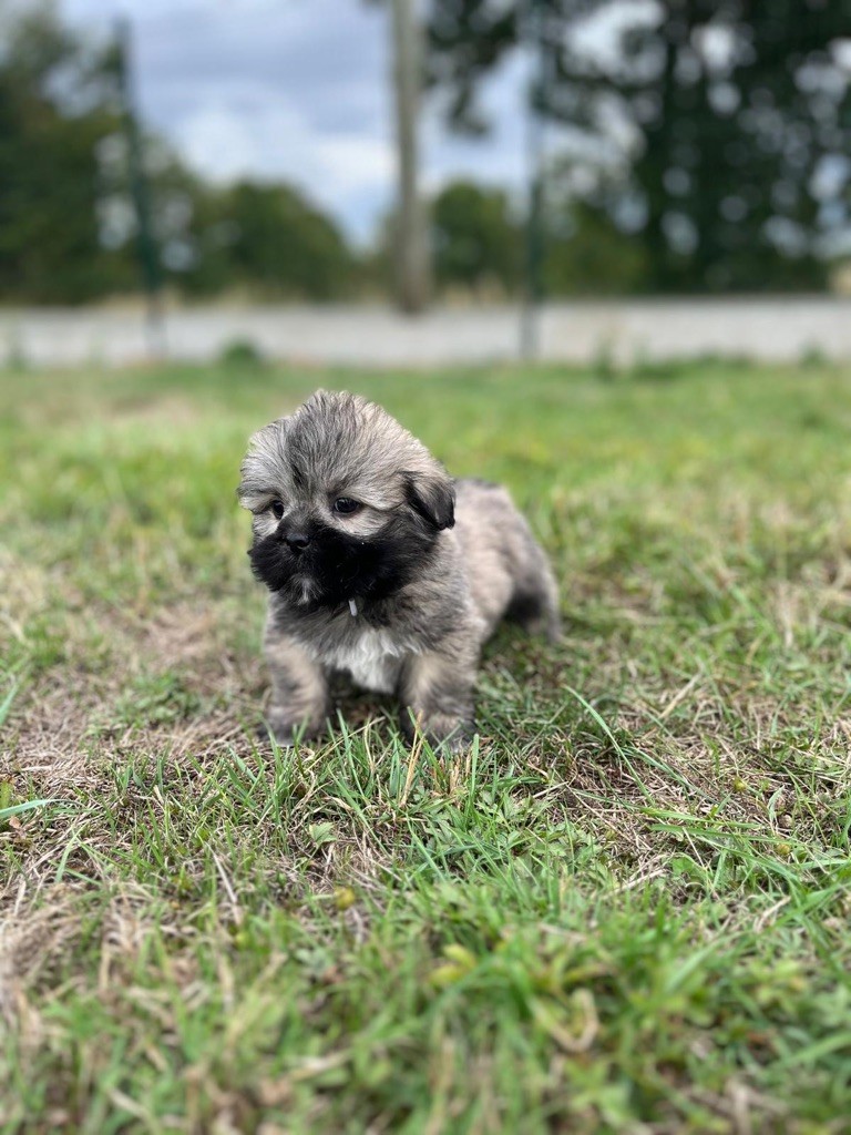 de Jerrie Black - Chiots disponibles - Lhassa Apso