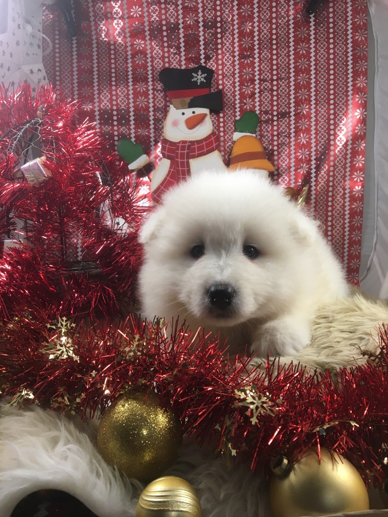 de Jerrie Black - Chiots disponibles - Samoyède