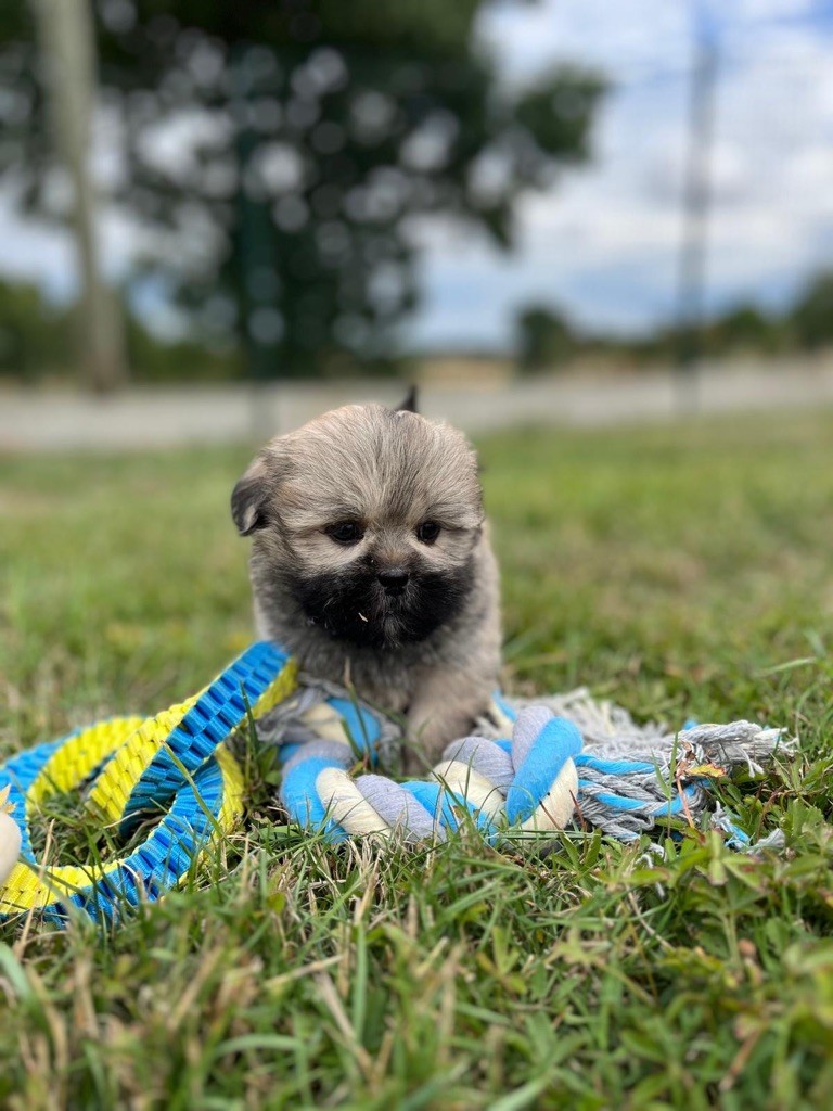 de Jerrie Black - Chiots disponibles - Lhassa Apso