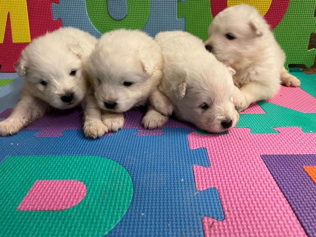 Chiot Samoyède de Jerrie Black
