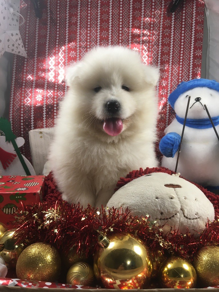 de Jerrie Black - Chiots disponibles - Samoyède