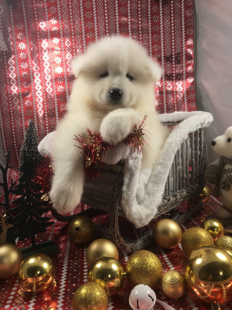 de Jerrie Black - Chiots disponibles - Samoyède